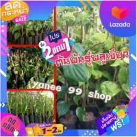 ราคา ต้นพันธุ์พลูเขียว/พลูใต้ (3ต้น/แพ็ค) #แบบชำ อายุ 1 เดือน # พันธุ์พลูเขียวท่าแคพัทลุง พลูกินหมาก ใช้รับประทาน เครื่อง (9067125508)