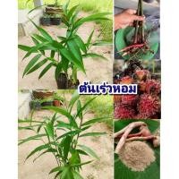 ราคา ต้นเร่วหอม ,หมากเเหน่ง ,หมากเนิง,หมากอี้ พืชสมุนไพร เครื่องเทศหอม และผักพื้นบ้าน ต้นชำถุงพร้อมปลูก เสียหายยินดีเคลมฟรี (40214363908)