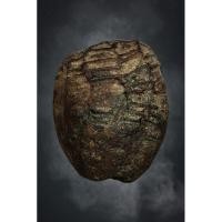 ราคา หมากทุย หลวงปู่เอี่ยมวัดหนัง ทรงนิยม หัวใจไก่ ตัวจริง❤️‍ (26906382827)