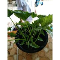 ราคา ต้นห่อเงินห่อทอง ต้นเศียรนาคราช (11855104871)