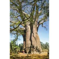 ราคา เมล็ดต้นเบาบับต้นไม้แห่งชีวิต (26373155138)