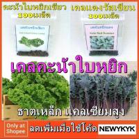 ราคา เคลใบหยิก 100เมล็ด อังกฤษแท้ คะน้าหยิก เคลแดง เคลเขียว ราชินีผัก หยัก Kale Red Green Curled ทำ ผักสลัด เมล็ดพันธ์ุเคล111 (1730598052)