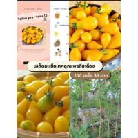 ราคา เมล็ดมะเขือเทศลูกแพรสีเหลือง (9298734441)