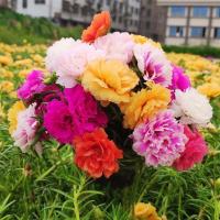 ราคา [จัดส่งในประเทศ]【ขายร้อน】เมล็ดทานตะวัน 2000 เมล็ด เมล็ดทานตะวันสองกลีน ง่ายต่อการปลูก ง่ายต่อการปลูกในสวน ระเบียง เมล็ดด (58153312084)