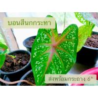 ราคา บอนสีนกกระทา ราชินีไม้ใบ (13482753488)