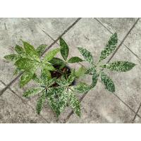 ราคา ต้นศุภโชคด่าง (Malabar Chestnut Variegated) (42376434961)