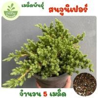 ราคา เมล็ดพันธุ์สนจูนิเปอร์ 5 เมล็ด (50508606948)