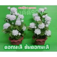 ราคา ดอกมะลิ กระถางดอกมะลิ กระถางมะลิ ขายทีล่ะ1กระถาง ดอกสีขาว มีทั้งดอกบาน ดอกตูม ดัดตกแต่งได้ สวยงาม วันแม่ ดอกไม้ พร้อมส่ง (27605950307)