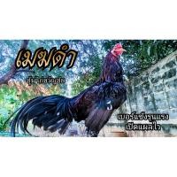 ราคา ไข่เชื้อ ไข่ไก่ชน พม่าม้าล่อ เจ้าเมฆดำ ซุ้มไก่ขวัญชัย (15597152833)