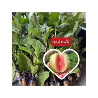 ราคา หวจ้วนสือ กิ่งตอน กิ่งละ60บาท (23414658232)