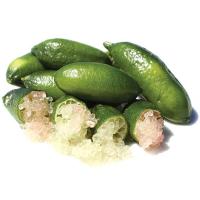 ราคา ต้นมะนาวนิ้วมือ มะนาวคาเวียร์ Finger lime พันธุ์ MOON DROPS ลำต้นสูง 30 ซม (11513488284)