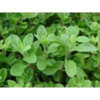 ราคา เมล็ดพันธุ์ สวีท มาร์จอแรม ( Sweet Marjoram Seed ) บรรจุ 50 เมล็ด (27444316139)