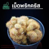 ราคา สวนขายเอง! แมมเม็ดพริกคริส Mammillaria prolifera ไซส์กระถาง 3 นิ้ว แคคตัส กระบองเพชร ต้นไม้ประดับ อวบน้ำ แคนตัส (21447398050)