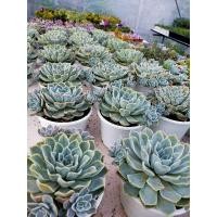 ราคา ไม้อวบน้ำ#ไม้นำเข้า#กุหลาบหิน Echeveria (9851852622)