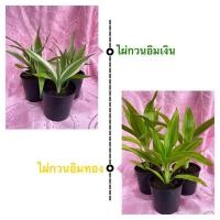 ราคา ไผ่กวนอิมเงิน ไผ่กวนอิมทองไม้มงคล ร่ำรวย เจริญรุ่งเรือง จัดส่งรวดเร็ว #ราคาถูกสุดๆๆๆๆ #แนะนำปลูกคู่กันจ้า (9380857876)