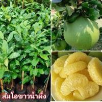 ราคา ต้นส้มโอขาวน้ำผึ้ง(กิ่งตอน) (20909968757)