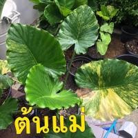 ราคา ไข่บอนหูช้างด่างเหลืองด่างเทพ (12909908637)