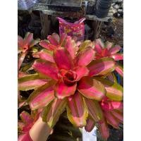 ราคา หน่อ นีโอหยาง #สับปะรดสี #bromeliad #ต้นไม้สวยงาม #ไม้เกาะตอ #ไม้ประดับ #ไม้จัดสวน (24079553174)