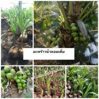 ราคา #มะพร้าวน้ำหอมต้นเตี้ย ชุด 2 ต้น (3487335333)