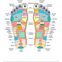 ราคา 1 Piece Poster Reflexology Foot map Artwork Fine Art Poster Print Home Decor Artwork Canvas Painting Wall Art Print Poster Picture Decorative Painting Living Room (29505623178)
