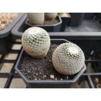 ราคา ขายกระบองเพชร แมมนกฮูก Mammillaria Microthele ไม้เมล็ด (5746439655)