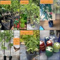 ราคา รวม ต้น มะขามป้อม มะขามเปรี้ยวยักษ์ มะกรูด มะตูมยักษ์ มะตูมนิ่ม ไข่ หม้อ ต้นมะตูม ยักษ์ ส้มโอ หมากเม่า เสียบยอด เสริมราก (21656349575)