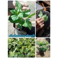 ราคา ต้นเนียมหอม ต้นอ้ม เนียมอ้ม ใบมีกลิ่นหอมใบเตย (25267144060)