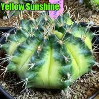 ราคา ❤️❤️มีส่งด่วน❤️❤️ยิมโน โคลน Yellow Sunshine/Cactus /Gymno/Gymnocalycium/แคคตัส/ยิมโนด่าง/ไม้ชำหน่อ​ (40874683380)
