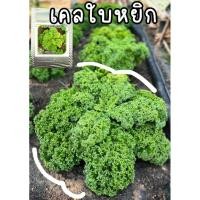 ราคา เคลใบหยิก(ต้นเตี้ย)เมล็ดแท้นำเข้า100เมล็ด (24271296107)