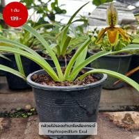 ราคา กล้วยไม้รองเท้านารีเหลืองกระบี่ (Paphiopedilum Exul) กระถาง 6 นิ้ว (23765283024)