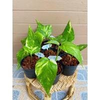 ราคา อิพิด่างเหลือง NO.2☀️epipremnum pinnatum variegated #อิพิด่างเหลือง(อัพเดต07/10/64) (11336565256)