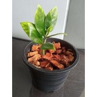 ราคา ต้นกวักมรกตด่าง ไม้มงคลฟอกอากาศ (10516847226)