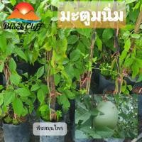 ราคา ต้นมะตูมนิ่ม มะตูม มะตูมนิ่ม สมุนไพร ผลไม้ ไม้มงคล ไม้ผล ต้นไม้ เมล็ดพันธ์ พันธุ์ไม้หายาก ทานง่าย ทานเล่น (4860286703)