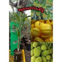 ราคา ขนุนทองประเสริฐ (กิ่งทาบ) ความสูง 50-80 ซม. (41828499725)