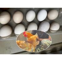 ราคา #ไข่ไก่เบตง#ไข่ไก่เชื้อไข่เบตงจากพ่อพันธุ์แม่พันธุ์แท้ 100% มาจากสงขลา (แถม2ใบ กรณีซื้อ10ใบ) (21488717783)