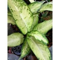 ราคา ต้นเศรษฐีโพธิ์ทอง ร่มโพธิ์ทอง ต้นโพธิ์ทอง ต้นเศรษฐีแสงจันทร์ ไม้มงคลฟอกอากาศ นำโชคลาภ กระถาง 6นิ้ว (15672814334)