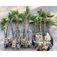 ราคา กิ่งตอน มะเดื่อฝรั่ง BTM-6 Japan(1 กิ่งตอน) (4774772326)