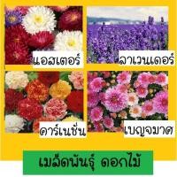ราคา เมล็ดพันธ์ุ ดอกไม้ ดอกเบญจมาศ ดอกแอสเตอร์ ดอกลาเวนเดอร์ ดอกคาร์เนชั่น เสาวรสสีเหลือง สแตติส เวอร์บีน่า และอื่นๆ (3180795850)