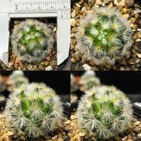 ราคา Mammillaria carmenaeคามิเน่เหลือง,คามิเน่ขาวคามิเน่หนามสวย (5460453226)