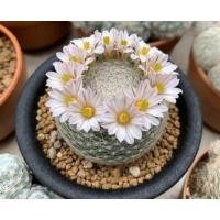 ราคา Mammillaria lenta แมมเลนต้า (แมมมิลลาเรีย เลนต้า) (22330759744)