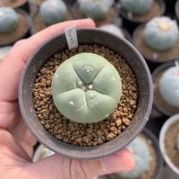 ราคา Lophophora Fricii ไม้เมล็ด (3476889929)