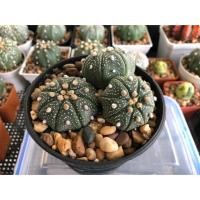 ราคา Astrophytum แอสโตรไฟตัม กระบองเพชร 1 พอต (3842897732)