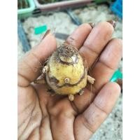 ราคา จูงนาง จูงนางสีเขียว1หัว กล้วยไม้ดิน นำดอกหรือต้นแช่น้ำมันจันทร์ป้ายปากมือหน้า ช่วยสร้างเสน่ห์ ไม้มงคล หัวว่าน ว่าน (14757549259)