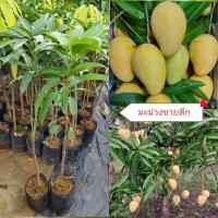 ราคา ต้นมะม่วงพันธุ์ขายตึก เสียบยอดขนาด 70-80ซม.(มะม่วง3รส หวาน เปรี้ยว มัน) (41404304562)