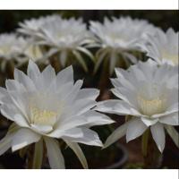 ราคา กระบองเพชร แคคตัส (Cactus) อิชิอ๊อป (Echinopsis) White flower (6137182421)