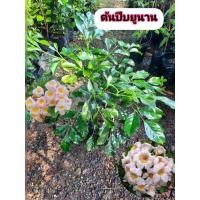 ราคา ต้นปีบยูนาน ปีบยูนาน (57602885014)