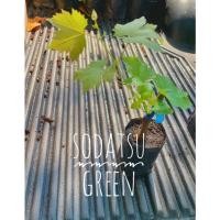 ราคา ต้นพันธุ์องุ่น แบบตอปัก พันธุ์องุ่น ไวท์มะละกา แท้( White Malaga )มีเมล็ด ผลเขียวยาว สวย ทนร้อน (21128783942)