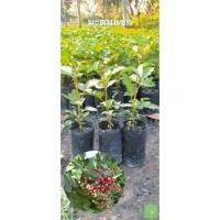 ราคา ( พร้อมส่ง ‼️ ) ต้นกล้ามะตูมแขกหรือต้นมะตูมซาอุ กลิ่นหอมคล้ายมะตูมไทย รสชาติจะฝาด ๆ มีกลิ่นหอม (22117081811)