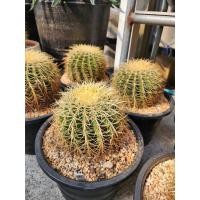 ราคา ถังทอง size 18-20 cm ถังทองแคคตัส ต้นถังทอง Golden Barrel Cactus ชื่อมงคล ไม้จัดสวน ชอบแดดมาก ไม่ต้องรดน้ำบ่อย (52158141777)