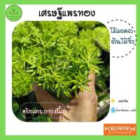 ราคา ต้นเศรษฐีแพรทอง ต้นไม้มงคล ต้นไม้จิ๋ว รวยเงินรวยทอง พร้อมกระถาง 3 นิ้ว (7095071002)